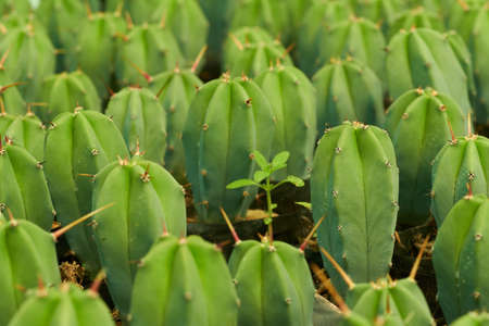 Cactus Garambullo, in pots inside a nurseryの写真素材