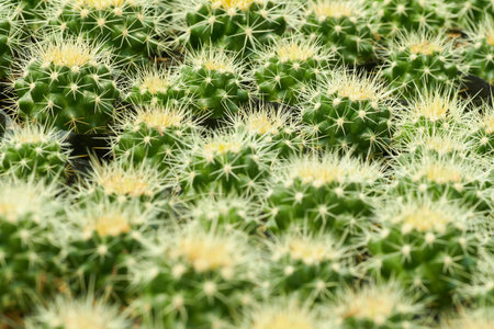 Close-up of several echinocactus cacti.の写真素材