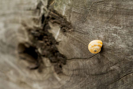 snail in woodの写真素材