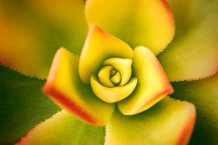 flat detail of leaves of a purple green succulent plantの写真素材