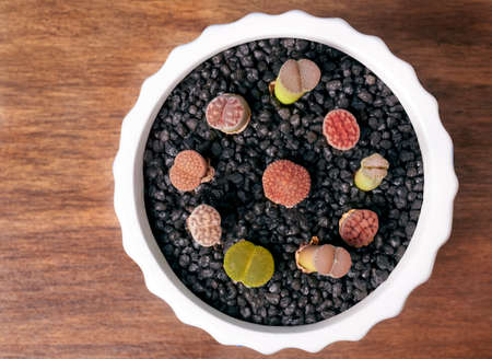 flowerpot with colored Lithop in circle on wooden table