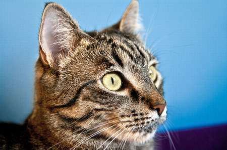 Home cat lookingの写真素材