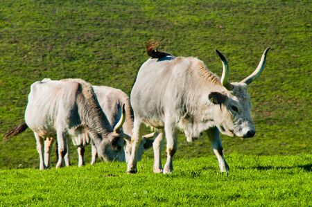 Three cattle on summerの写真素材