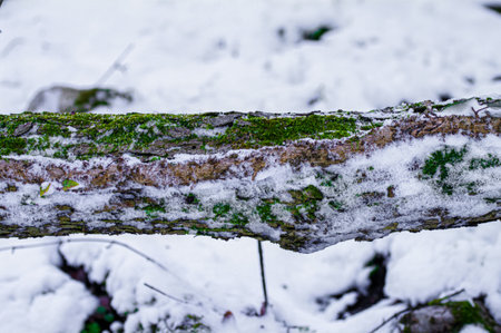 old wooden fence in winter forest with snow and green moss on itの写真素材