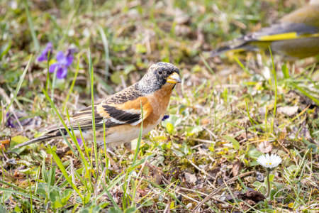 Brambling (Fringilla montifringilla)の写真素材