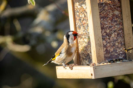 European goldfinch (Carduelis carduelis) at feederの写真素材