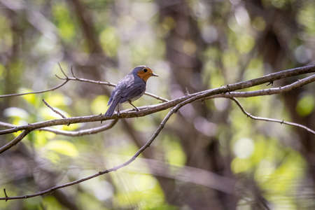 European robin (Erithacus rubecula) in the foresstの写真素材