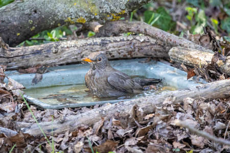 Blackbird (Turdus merula) bathes in the gardenの写真素材