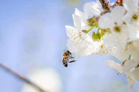 Bee on the cherry blossom