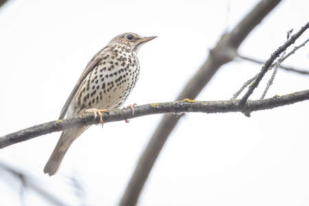 Song Thrush (Turdus philomelos) sitting on a branch