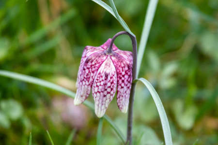 Snake's Head Fritillary (Fritillaria meleagris)の写真素材