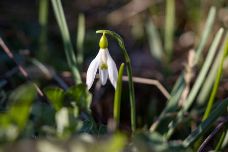 Snowdrop (Galanthus) in the gardenの写真素材
