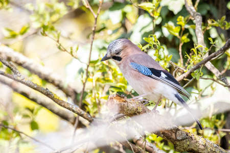 Eurasian Jay (Garrulus Glandarius) in a Forestの写真素材
