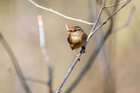 Eurasian Wren (Troglodytes troglodytes) in a forest