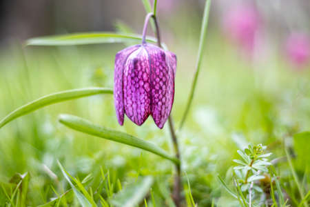 Snake's Head Fritillary (Fritillaria meleagris)の写真素材