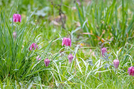 Snake's Head Fritillary (Fritillaria meleagris)の写真素材