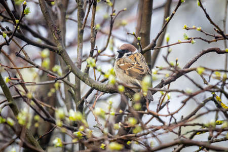 Eurasian tree sparrow (Passer montanus)の写真素材