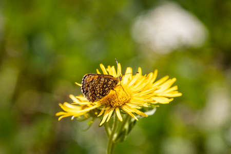 Small brown butterfly on a yellow flowerの写真素材