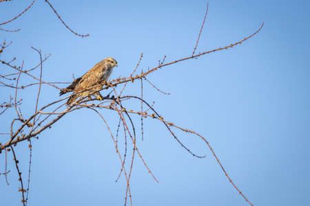 Common Buzzard (Buteo buteo) sitting on a treeの写真素材