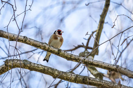 European goldfinch (Carduelis carduelis)の写真素材
