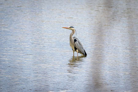 Grey heron (Ardea cinerea)