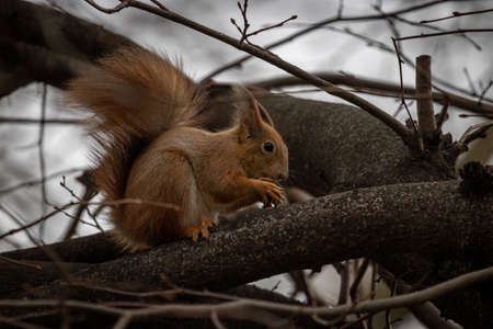 Eurasian Red Squirrel (Sciurus vulgaris)の写真素材