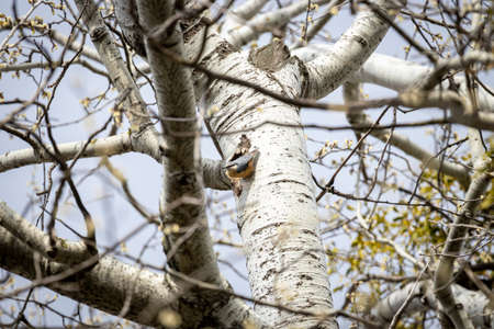 Eurasian nuthatch or Wood nuthatch (Sitta europaea)の写真素材