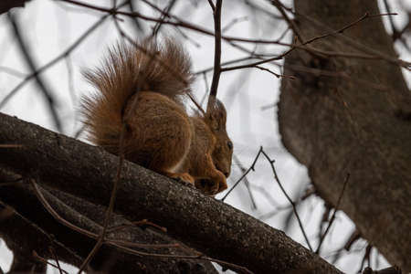 Eurasian Red Squirrel (Sciurus vulgaris)の写真素材