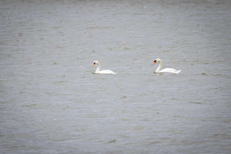 Mute swan (Cygnus olor)の写真素材