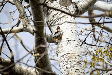 Eurasian nuthatch or Wood nuthatch (Sitta europaea)の写真素材