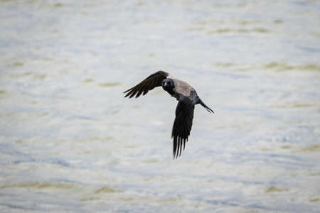 Hooded Crow (Corvus Cornix)の写真素材