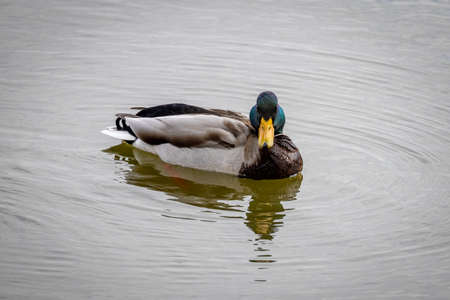 Mallard (Anas platyrhynchos)の写真素材