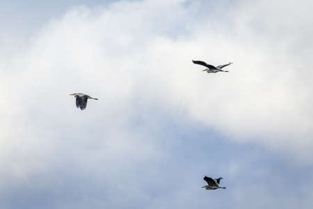 Grey heron (Ardea cinerea)