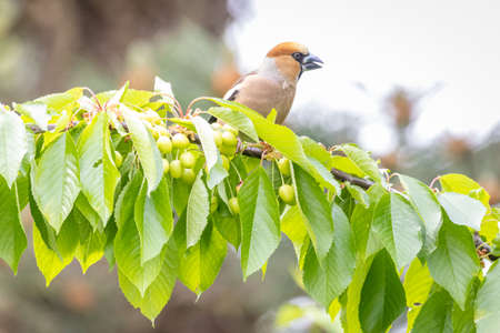 Hawfinch (Coccothraustes coccothraustes) on a cherry treeの写真素材