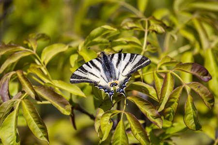 Scarce swallowtail (IPhiclides podalirius) on a bushの写真素材