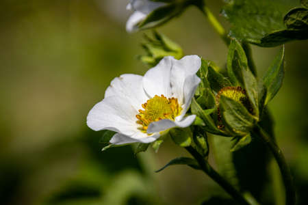 Garden strawberry ( Fragaria Ã ananassa) flowerの写真素材