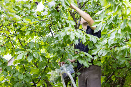 Cherry harvest in the garden, Hungary