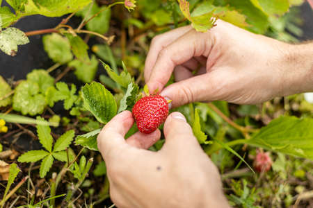 Strawberry harvest in the garden, Hungaryの写真素材