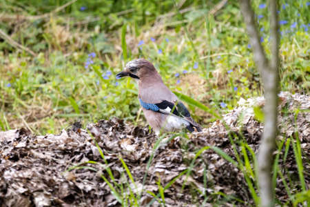 Eurasian Jay (Garrulus Glandarius) in the gardenの写真素材