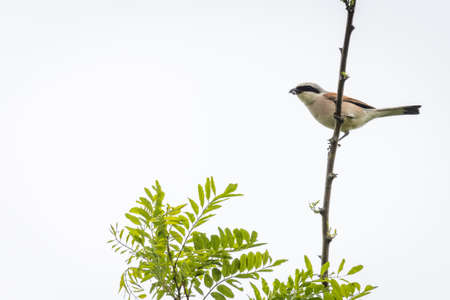 Red-backed shrike (Lanius collurio) in the forestの写真素材