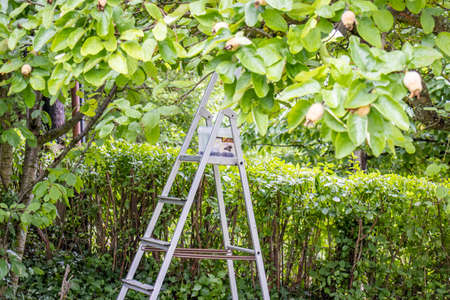 Cherry harvest in the garden, Hungaryの写真素材