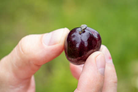 Cherry harvest in the garden, Hungaryの写真素材