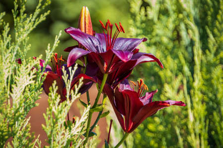 Beautiful purple blooming lily in the gardenの写真素材