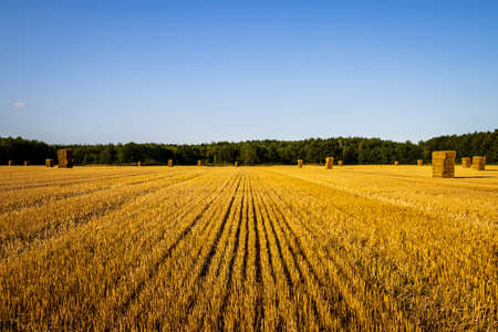 Harvested straw field and bales in Hungaryの写真素材