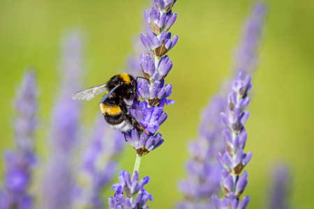 Bumblebee (Bombus) on Lavender (Lavandula) in the gardenの写真素材