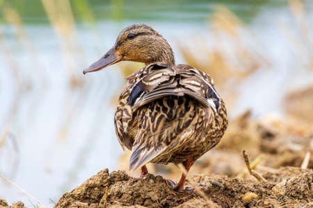 Mallard (Anas platyrhynchos) standing on the shoreの写真素材