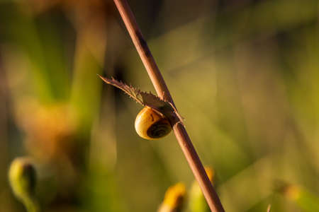 A small snail on a single leaf in the garden at sunsetの写真素材