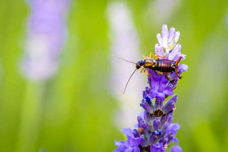 Common earwig (Forficula auricularia) on Lavender (Lavandula) in the gardenの写真素材