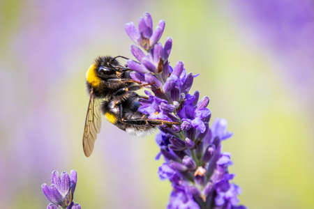 Bumblebee (Bombus) on Lavender (Lavandula) in the gardenの写真素材