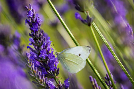 Cabbage butterfly (Pieris brassicae) on Lavender (Lavandula) in the gardenの写真素材